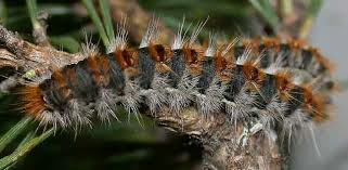 caterpillar