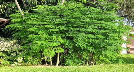 شجرة المورينجا شجرة الذهب بوابة وادي فاطمة الالكترونية
