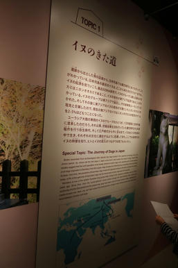 写真（古代DNAその12）