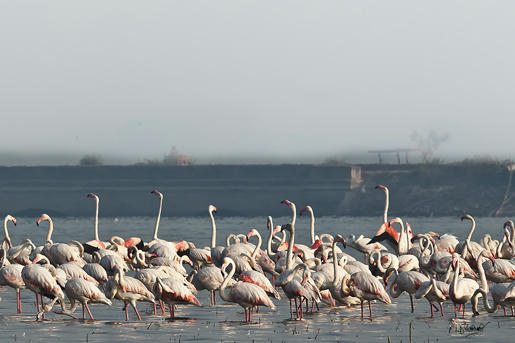 Simple, Free Image and File Hosting at MediaFire