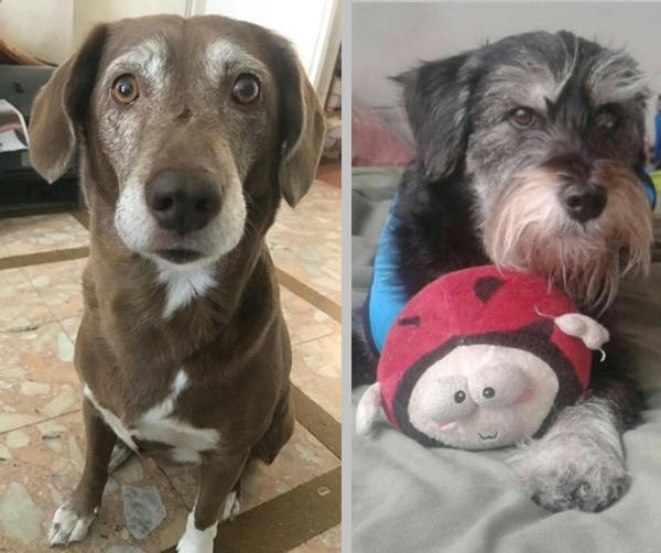  La carnaza, el material del que están hechos los huesos de golosina, al entrar en contacto con la saliva del perro, queda adherido en la zona de la laringe y faringe y puede asfixiarlo