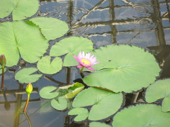 写真（神代植物公園その11）