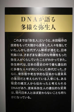 写真（古代DNAその6）