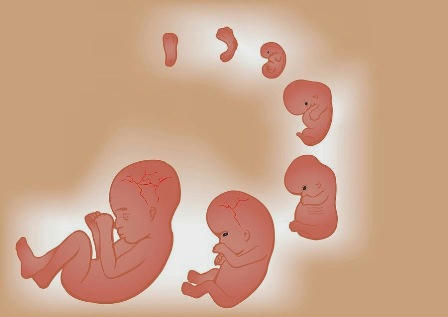 نقره لعرض الصورة في صفحة مستقلة نقره لعرض الصورة في صفحة مستقلة