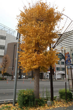 写真（イチョウその1）