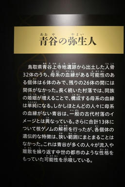 写真（古代DNAその7）
