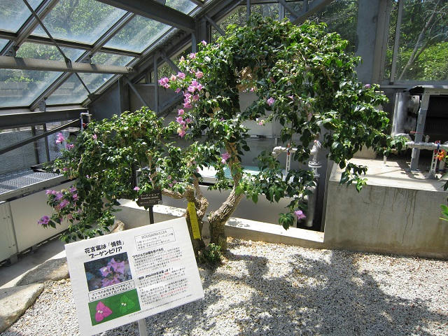 写真（筑波実験植物園その7）