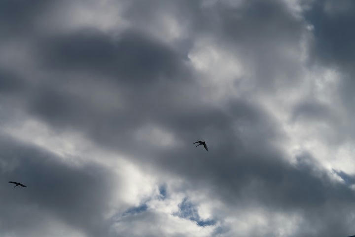 写真（白鳥）