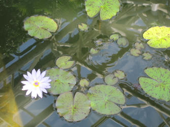 写真（神代植物公園その12）