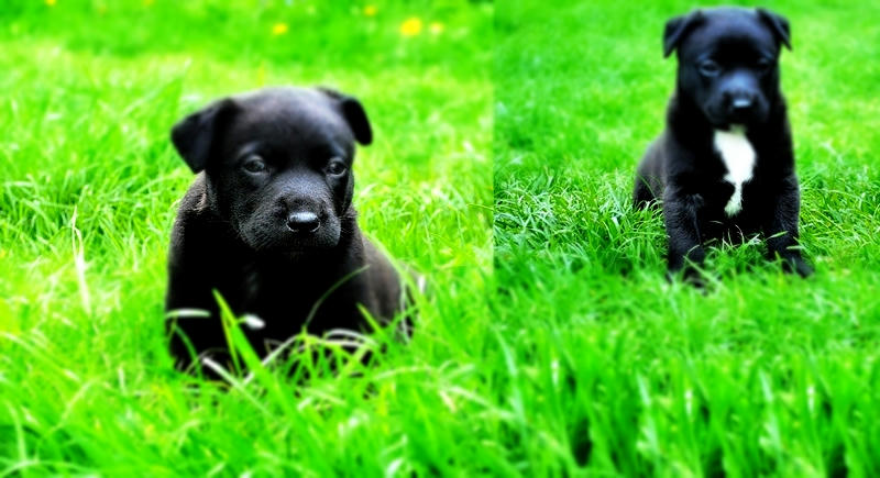 La clonación de mascotas, un polémico salto al futuro