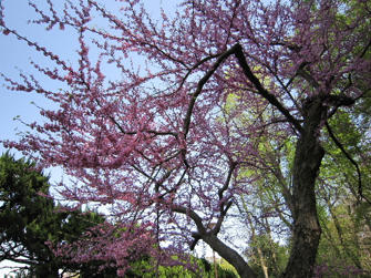 写真（神代植物公園その15）