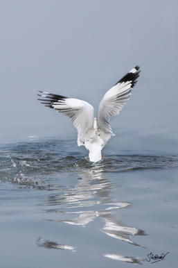 Simple, Free Image and File Hosting at MediaFire