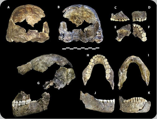 Fragmentos óseos del Homo Naledi