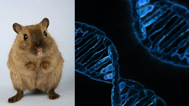 Japón autoriza al Dr. Hiromitsu Nakauchi a hibridar embriones humanos y animales