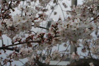 写真(桜その4)