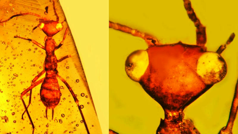  Científicos hallan insecto hasta ahora desconocido en el planeta Tierra