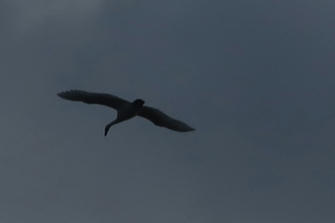 写真（白鳥拡大その1）