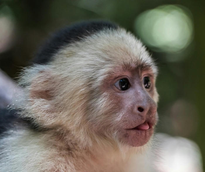  Investigadores afirman que monos capuchinos de cara blanca alcanzaron la Edad de Piedra