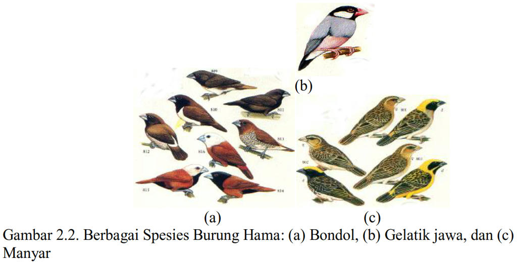 Belajar Perlindungan Tanaman: 2.1. Berbagai Jenis OPT Golongan Hewan