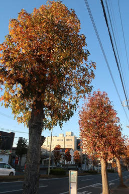 写真（紅葉その1）