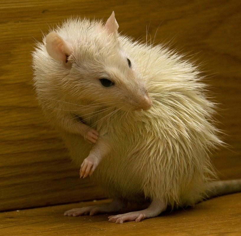 Científicos descubren que las ratas ríen y sienten cosquillas