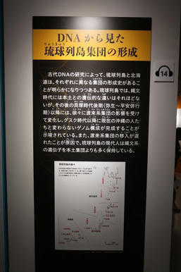 写真（古代DNAその18）
