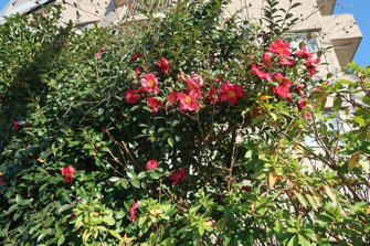 写真（山茶花その1）