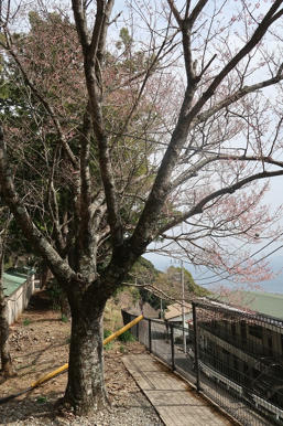 写真（伊豆山神社その17）