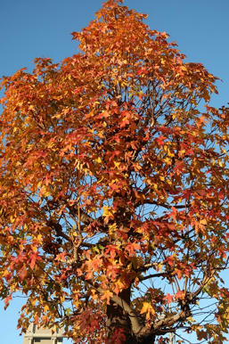写真(紅葉その2)