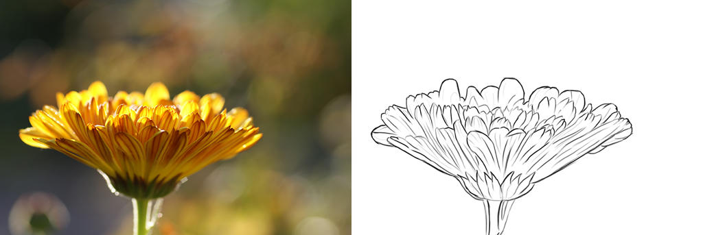 calendula-medicinal-plant-Valeth