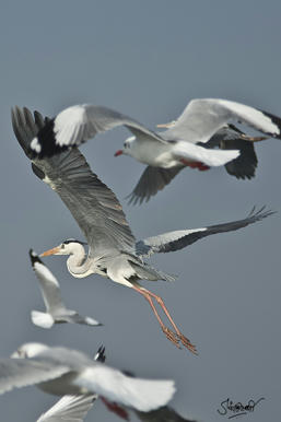 Simple, Free Image and File Hosting at MediaFire