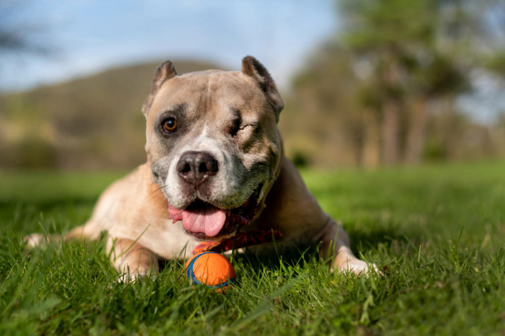 7th Annual Pet Contest