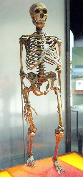 Esqueleto de Neanderthal, AMNH