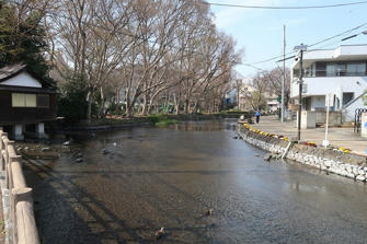 写真（桜川その2）