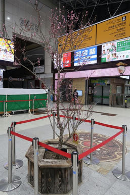 写真（水戸駅前その2）