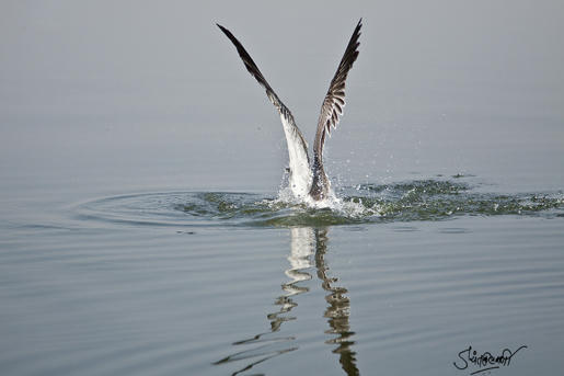 Simple, Free Image and File Hosting at MediaFire