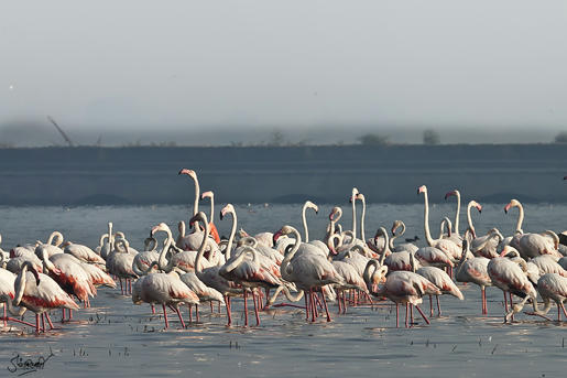 Simple, Free Image and File Hosting at MediaFire