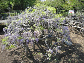 写真（神代植物公園その8）