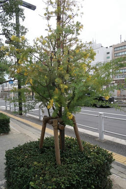 写真（ミモザその1）