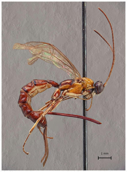  Científicos de la Universidad de Turku descubren nueva especie de avispa gigante