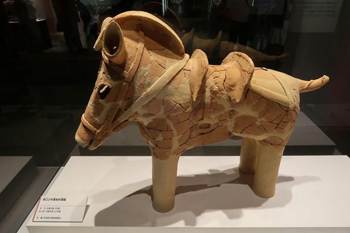 写真（古代DNAその11）